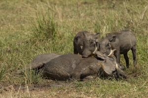 warthog